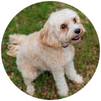 Small dog outside sitting on the grass
